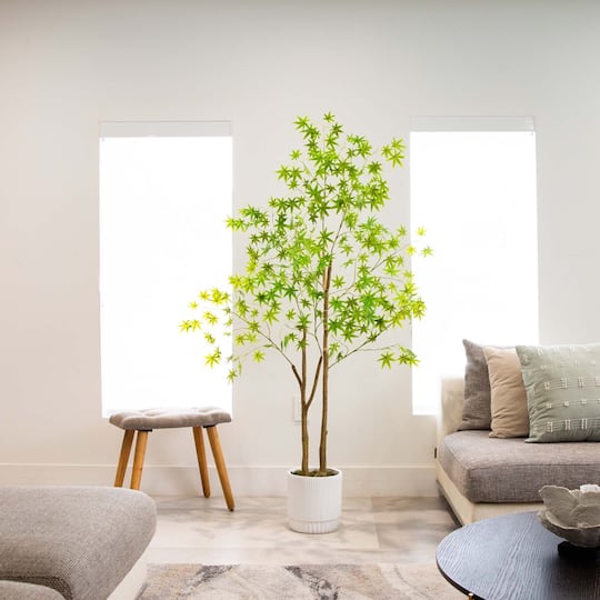 6ft. Maple Tree with White Planter